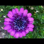 @david_kealoha - Instagram