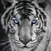 David Khoury - @david.khoury0 - TikTok