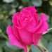 David Kieran - Facebook