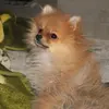 david._killer - @david._killer - TikTok