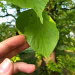 Wesley - @david.kindel2023 - Instagram