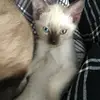 setafimadavidknaus - @setafimadavidknaus - TikTok