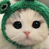 davidkong - @davidkong123456 - TikTok
