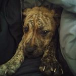 david koons - @koonz_the_redneck - Instagram