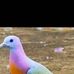 David Koyo - Facebook