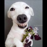 @davi.dkopper - Instagram
