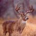 Dave Korpi - Facebook