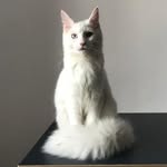 Мейнкунян Барселона Давидовна - @david_kostandian_samveli - Instagram