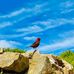 David  Kung - Facebook
