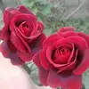 David Kung - @david.kung4 - TikTok