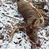 David Labs - @bowhunter721 - TikTok
