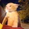 DAVID LAM - @david..lam - TikTok