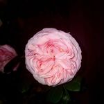 David Larue - @laruepep - Instagram