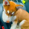 david lausten - @davidlausten78 - TikTok