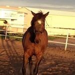 David Lavin - @hashtaghorses_ - Instagram