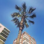 David Lefèvre - @instamiraflores - Instagram