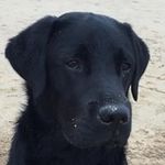 David Lesley - @davidjameslesley - Instagram