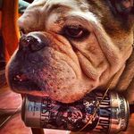 David Liddle - @bogiesbeer - Instagram