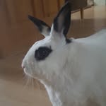 David list - @david_is_the_best_bunny_ - Instagram