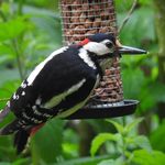 David Lockwood - @davidlockwoodwildlife - Instagram