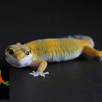 Sky Gecko - @david_lonata - Instagram