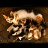 Lattilldaffernibee - @david.loney2 - TikTok