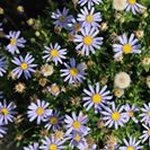 David Luaces - @davidluaces - Instagram