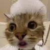 Toxic salami - @david.lundell2 - TikTok