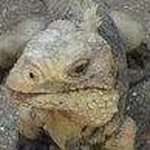 David Lush - @absolutelystompin - Instagram