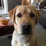 David Lush - @dlush32 - Instagram
