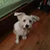 David Mak - @david.mak7 - TikTok
