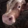 davidmaletic316 - @davidmaletic316 - TikTok