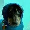 david malmström - @davidss000 - TikTok