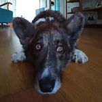 David Malmström - @david_malmstrom - Instagram