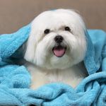 david_maltese - @david_maltese - Instagram