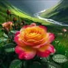 David mamani - @david.mamani175 - TikTok