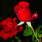David Manfred - @manfred7237 - Instagram