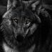 Dave Mannella - Facebook