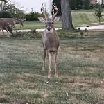 David Manoni - @car.p1964 - Instagram