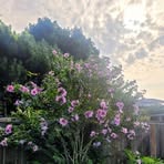 David Mapes - Facebook