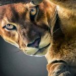 David Mashburn - @cougarnight7 - Instagram
