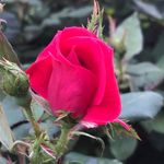 David Mauldin - @glensatmountainbrook - Instagram