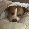David McMillion - @david.mcmillion8 - TikTok