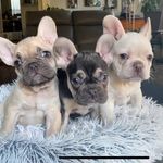 David McMinn - @color_my_frenchies - Instagram