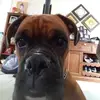 David McMinn - @david.mcminn7 - TikTok