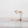 David McWhirter - @david.mcwhirter - TikTok
