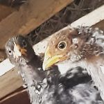 David Menzel - @menzel647 - Instagram