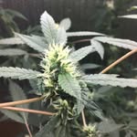 David Merriam - @merriams_marijuana_emporium - Instagram