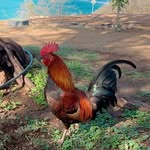 David Meyer - @chickenviews4u - Instagram