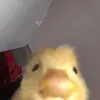 user8568334535985 - @davidmichalik2 - TikTok